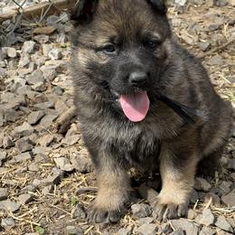 German Shepherd Puppies from StoneWall
