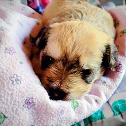 Aria - Liver female Miniature Schnauzer puppy in Neosho, Missouri from Star Light Pups