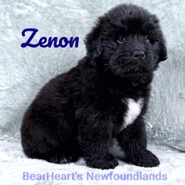 Zenon - Black male Newfoundland puppy in Cortez, Colorado from Bear Heart Newfoundlands, LLC