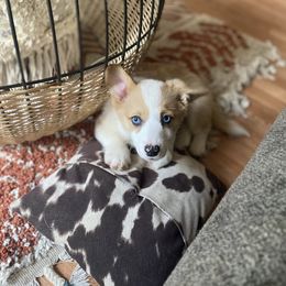 American Corgi Puppies from R and b corgis and farm