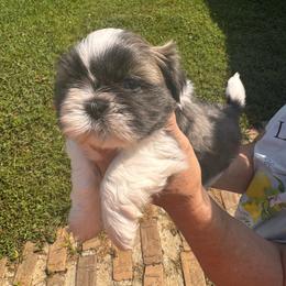 Rolo - Brindle male Shih Tzu puppy in Sutton, West Virginia from Meadow Lane Pups