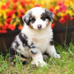 Anakin - Blue merle male Miniature Australian Shepherd puppy in Ocala, Florida from Silver River Mini Aussies