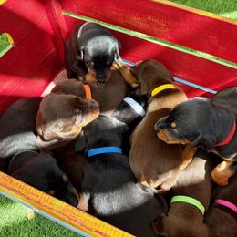 Doberman Pinscher Puppies from Devoted Doberman
