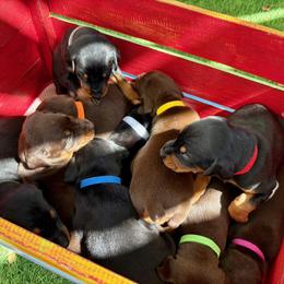 Doberman Pinscher Puppies from Devoted Doberman