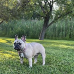French Bulldogs from Sweet P Frenchies
