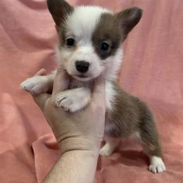 Girl 5 (Moana) - Fawn female Pembroke Welsh Corgi puppy in Brazoria, Texas from Diamond Bar H
