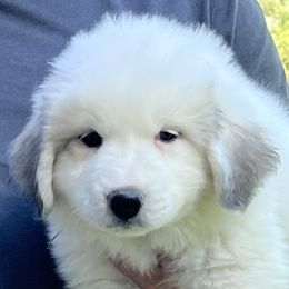 Girl 2 - Miss Pink - Great Pyrenees puppy in Idaho from Portneuf Range Pyrenees