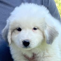 Girl 2 - Miss Pink - Great Pyrenees puppy in Idaho from Portneuf Range Pyrenees