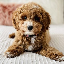 Goldendoodle Puppies from Frosted Goldendoodles