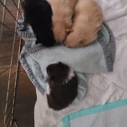 Pomeranian Puppies from Merri's Pom's