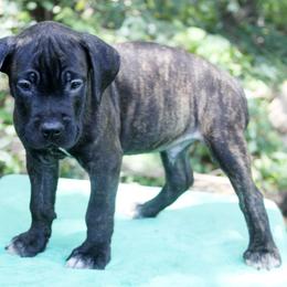 Cane Corso Puppies from Harlow Cane Corso
