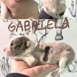 Gabriela - Blue merle female Border Collie puppy in Sanger, California from Flying M Cactus Ranch Buddies