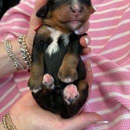 Mr.Red - Phantom male Bernedoodle puppy in Curtice, Ohio from The Pink Doghouse