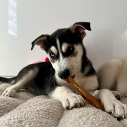 Anabeth - Black and white female Siberian Husky puppy in Homestead, Florida from Nyx’s Pack