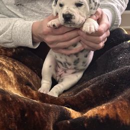 Purple Collar Female - Dalmatian puppy in Pikeville, Kentucky from Blue Moon Dalmatians