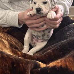 Purple Collar Female - Dalmatian puppy in Pikeville, Kentucky from Blue Moon Dalmatians