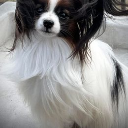 Diego - Papillon