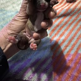 Chihuahua and Pembroke Welsh Corgi Puppies from Stephanie’s Corgi Colony