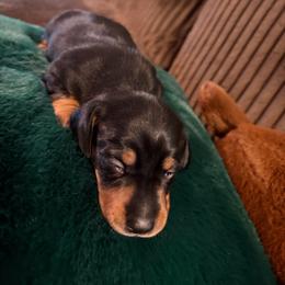 Miso - Black and tan male Dachshund puppy in Tampa, Florida from M&M Pups