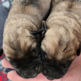 Australian Shepherd and Mastiff Puppies from Aussome Pups at Alexander Farm