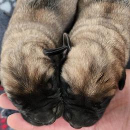 Australian Shepherd and Mastiff Puppies from Aussome Pups at Alexander Farm