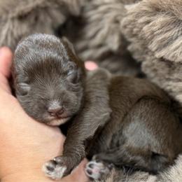 Sadie - Liver female Miniature Schnauzer puppy in Plaucheville, Louisiana from Honey Doux Southern Paws