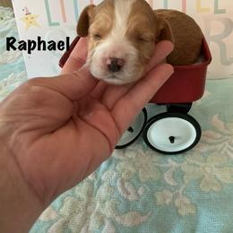 Raphael - Red and white male Cockapoo puppy in Indiana from MoonShine Babies