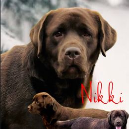 Nikki - Labrador Retriever