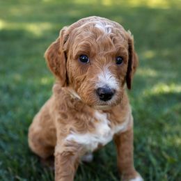 Goldendoodle Puppies from Teresa Carlson