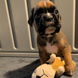 Archie - Fawn male Boxer puppy in Wellington, Ohio from Brinkhaven Boxers