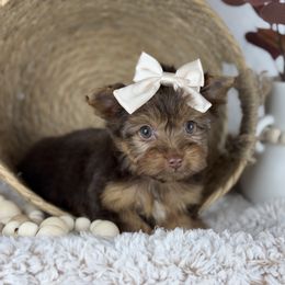 Carly - Chocolate and tan female Yorkshire Terrier puppy in Hardin, Texas from Katrinas puppies