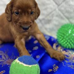 Green collar - Mahogany male Irish Setter puppy in Choctaw, Oklahoma from Heartland Irish Setters