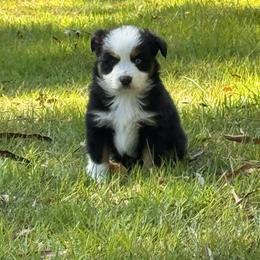 Hank - Black tri-color male Australian Shepherd puppy in Hogansville, Georgia from Blue Creek Farm