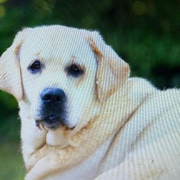 Goldie - Labrador Retriever