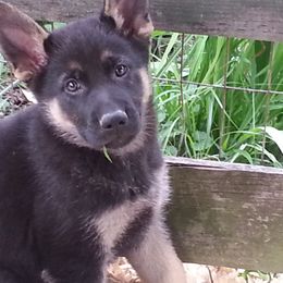 German Shepherd Puppies from New Windsor German shepherds
