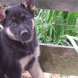 German Shepherd Puppies from New Windsor German shepherds