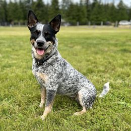 Josie - Australian Cattle Dog
