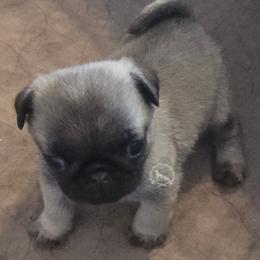 Girl 1 - Fawn female Pug puppy in Cheyenne, Wyoming from Viking Kennel