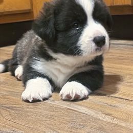 Hudson - Brindle and white male Cardigan Welsh Corgi puppy in Amsterdam, New York from Castle Cardigan Welsh Corgis
