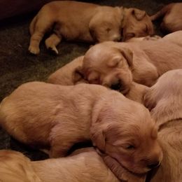 Goldendoodles, Golden Retrievers, and Poodles from Doodles at Dewey Acres