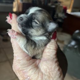 Grace - Fawn and white female Chihuahua puppy in Tecumseh, Oklahoma from Callie’s Happy Chihuahuas, Callie’s Happy Treasures LLC