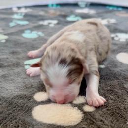 Scarlett - Red merle female Australian Shepherd puppy in Ellensburg, Washington from Creekside Aussies