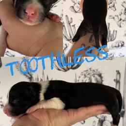 Toothless - Black and white male Border Collie puppy in Sanger, California from Flying M Cactus Ranch Buddies