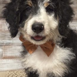 Twig - Tri-color male Bernedoodle puppy in Peterstown, West Virginia from To Love A Doodle