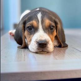 Green boy - Tri-colored male Treeing Walker Coonhound puppy in Lovelady, Texas from 3 Color Kennel