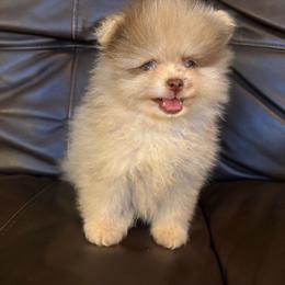 Gizmo - Chocolate merle male Pomeranian puppy in Texas from Tiny Tornado Poms