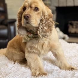 Memphis - Buff male Cocker Spaniel puppy in Howell, Michigan from Robbin's Treasures