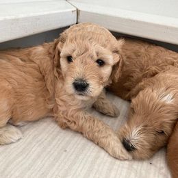Goldendoodle Puppies from MidCoast Doodles (formerly Marriottsville Ridge Farm)