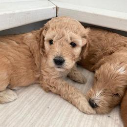 Goldendoodle Puppies from MidCoast Doodles (formerly Marriottsville Ridge Farm)