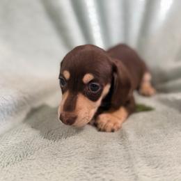Chocolate and cream boy - Chocolate and cream male Dachshund puppy in Lemon Grove, California from GMZ Doxies SD